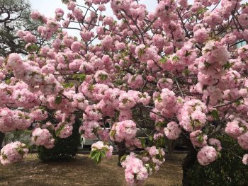 桜カラーのお見積り、ありがとうございます！　土浦市　外壁塗装　専門店 コバヤシ建装　工事部　典子です。