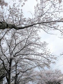 塗料に桜カラーってあるの？　土浦市　外壁塗装　専門店 コバヤシ建装　工事部　典子です。